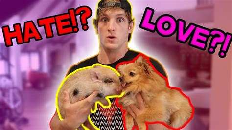 mini pig meets mini dog    time youtube
