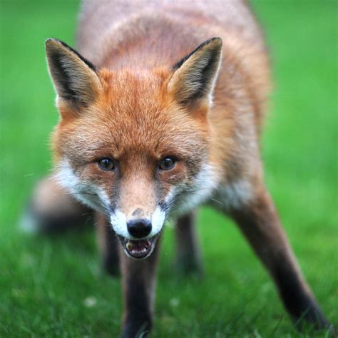 facts  foxes habits bloodless hunting   interesting