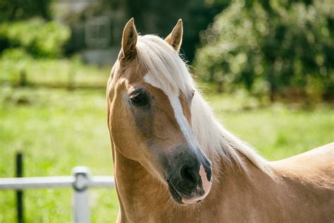 haflinger ocarljivi blondinec zlatega srca konj moj prijatelj