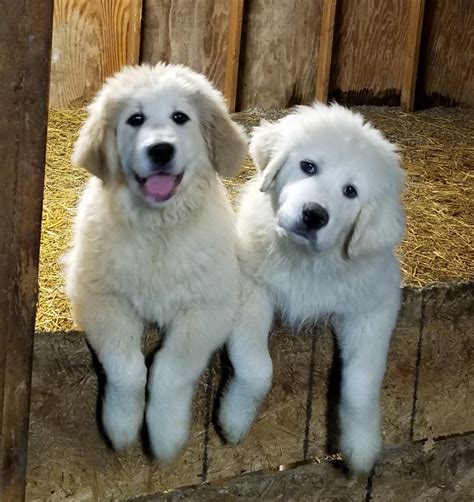 great pyrenees puppies  sale mount orab