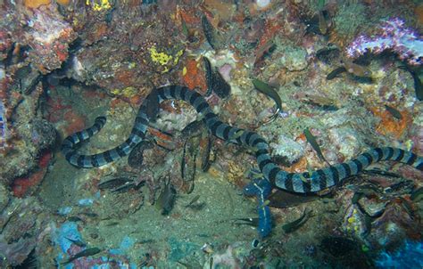 filebanded sea snake jonhansonjpg wikipedia   encyclopedia