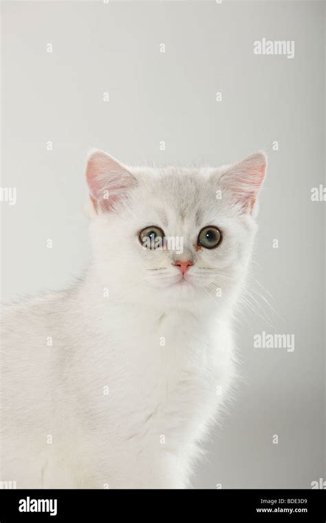 british shorthair cat kitten silver shaded stock photo alamy