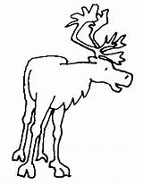 Caribou Imagini Colorat Ren Caribu 1549 Planse Cerb Animali Coloriages Colorare Gifgratis Drawings Castores Desene Prend Condividi sketch template