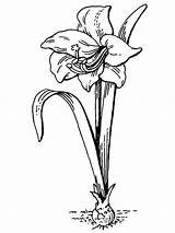Amaryllis Coloring Pages Flowers Color Kids Recommended sketch template
