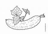 Mewarnai Cucumber Sayuran Gambarcoloring Sketsa Diposting Oleh sketch template