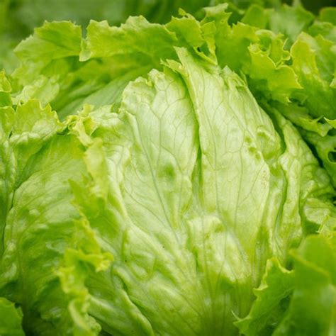types  lettuce salad greens    grow  sow true seed