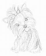 Yorkie Coloring Pages Yorkshire Malen Teacup Terrier Getcolorings Malerei Tiere Getdrawings Color sketch template