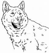 Canis Simensis Wolfdog Designlooter sketch template