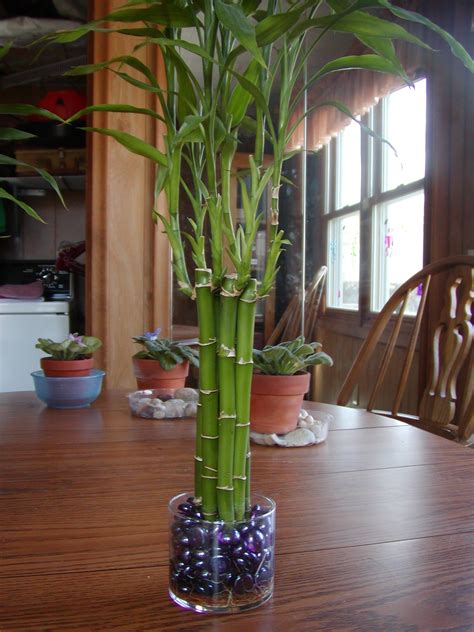 houseplant care guides lucky bamboo