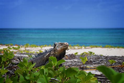 island conservation hope intact  vanishing island iguana island