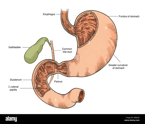 illustration  stomach  duodenum stock photo alamy