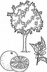 Tree Orange Coloring Printable Pages Trees Clipart Categories sketch template