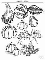 Gourd Drawing Getdrawings Illustration sketch template