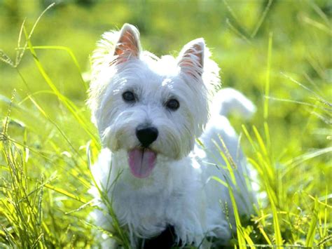 west highland white terrier dog breed pictures information