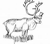 Coloring Pages Caribou Realistic Animal Color Elk Animals Printable Drawings Print Deer Rocky Bull Clipart Kids Mountain Adult Reindeer Clip sketch template