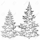 Pine Tree Outline Drawing Coloring Trees Realistic Drawings Line Evergreen Christmas Draw Ponderosa Cone Sketch Pages Fir Forest Clipart Pencil sketch template