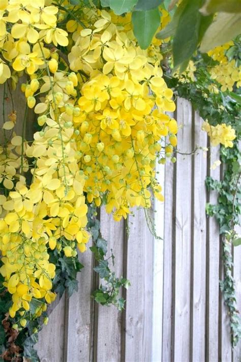 gele regen prachtige bloemen planten tuin