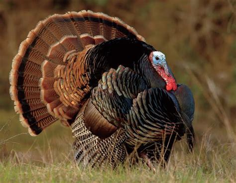 Art Lander’s Outdoors Early Green Up Gets Wild Turkeys In Mood For