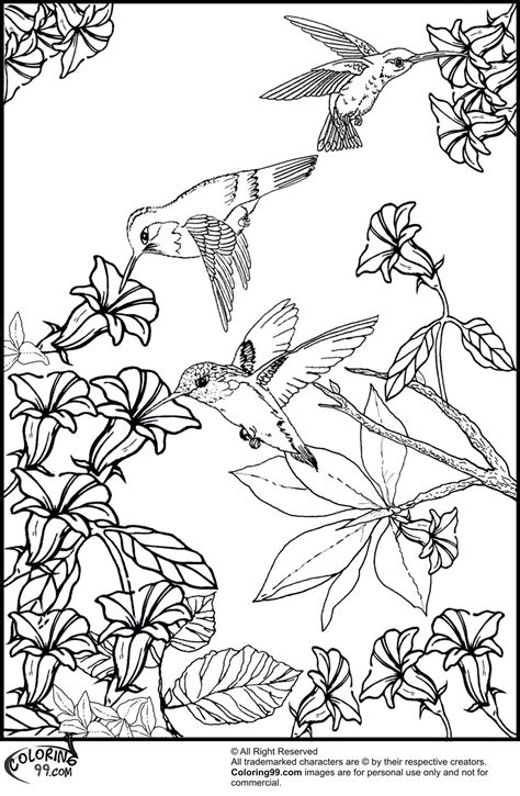 birds coloring  pinterest coloring pages coloring  adults