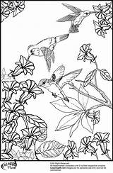 Coloring Pages Hummingbird Printable Bird Flower Hummingbirds Humming Flowers Color Birds Adult Sheets Animal Really Print Wings Book Getcolorings Choose sketch template