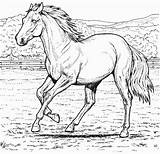 Cheval Coloring Chevaux Cavalo Gratuit Court Corrida Coloringpagebook Mustang Coloriages Dessins Tresor Momes Tudodesenhos sketch template
