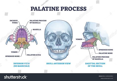 palatine process section anatomy maxilla structure stock vector