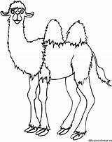 Camel Coloring Pages Kids Students sketch template