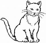 Cat Coloring Drawing Pages Realistic Kitty Printable Baby Kids Clipart Cats Kitten Color Cute Fat Scary Real Colouring Animals Clip sketch template