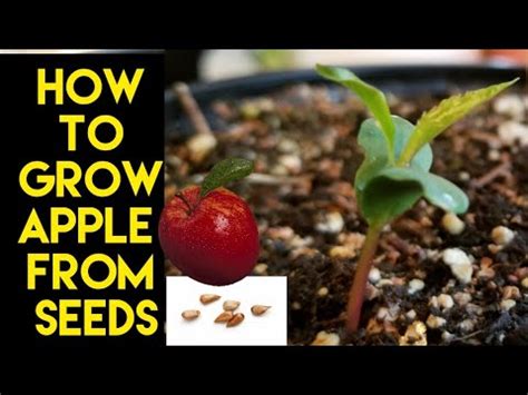 howtogrowapple   grow apple  seeds germinate apple