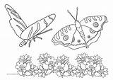 Flowers Butterfly Coloring Butterflies Two Pages Flying Below Clipartqueen sketch template