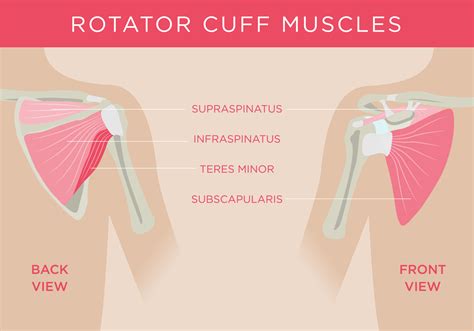 dos and don ts after rotator cuff repair endeavor physical therapy