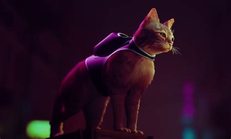 stray game cat  resolution wallpaper hd games