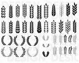 Wheat Svg Grain Bundle Dxf Crafter sketch template