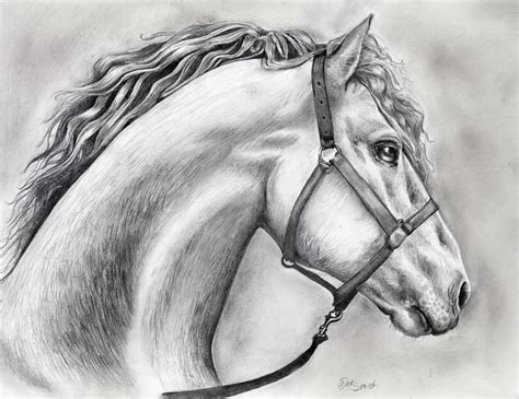 horse drawing  kerrie  kerriejohnson  deviantart