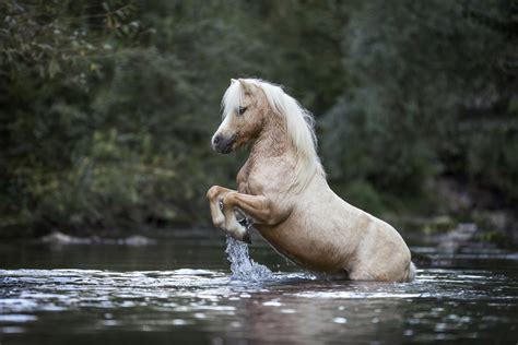 steigendes pony im fluss foto bild tiere haustiere pferde esel maultiere bilder auf