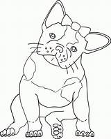 Terrier Coloringhome Bull sketch template