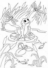Frog Pages Pond Tulamama sketch template