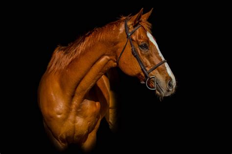 horse photography pro tips settings editing examples horse rookie
