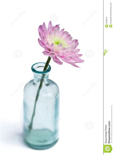 Flower In Glass Vase Royalty Free Stock Images Image