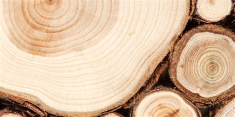 madera composicion estructura usos  caracteristicas