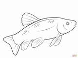Coloring Trout Pages Fish Rainbow Tarpon Barracuda Drawing Printable Color Getdrawings Getcolorings Fresh Animal Template sketch template