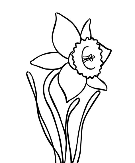 simple daffodil flower coloring page flower coloring pages