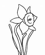 Daffodil Flower Coloring Simple Flowers Colour Drawing Pages Daffodils Colouring Easy Clipart Print Printable Getdrawings Adult Choose Board Clipartbest Two sketch template