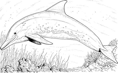 drawing dolphin  animals printable coloring pages