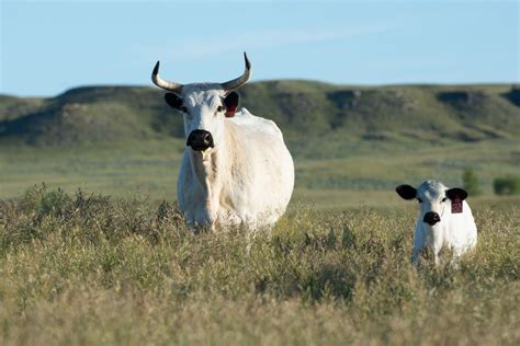 ancient white park cattle  livestock conservancy
