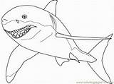 Shark Coloring Great Pages Scary Colour Hungry Sharks Outline Drawing Color Getdrawings Getcolorings Popular Printable Library sketch template