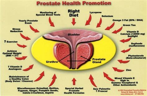 Prostate Health Promotion Hemorrhoids Treatment Natural Cures
