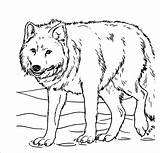 Wolf Coloring Pages Detailed Print Realistic Color Pup Printable Getcolorings Angry Getdrawings Colorings sketch template