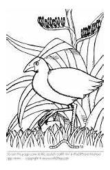 Nz Colouring Coloring Pages Pukeko Google Drawing Quiver sketch template
