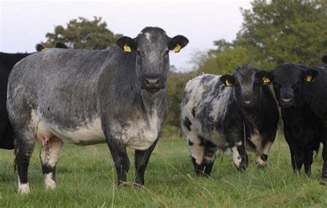 springfield livestock blue grey cows ts pinterest irish hunt s and search